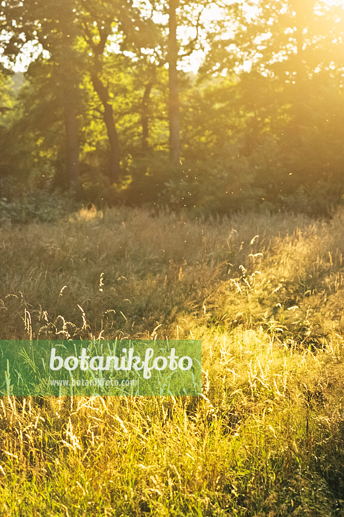 380081 - Edge of the forest in yellow, misty backlight