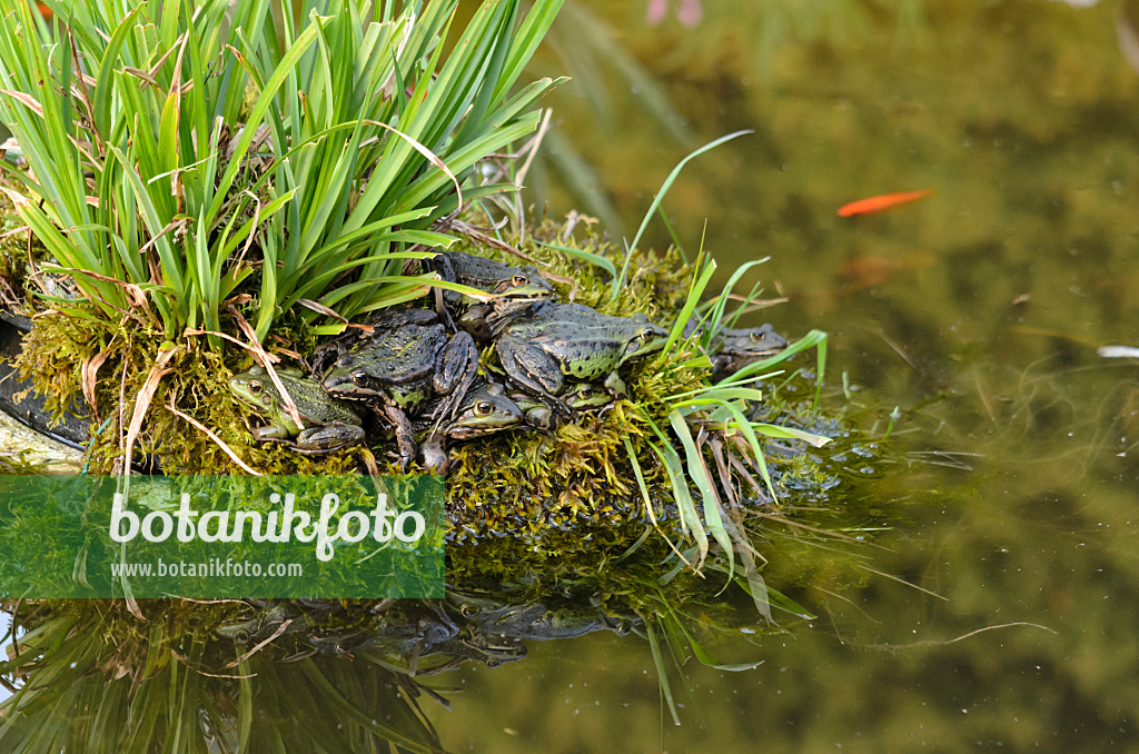 531008 - Edible frogs (Rana esculenta) in a garden pond