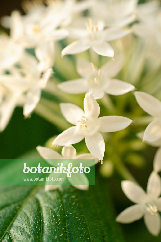 477115 - Egyptian star cluster (Pentas lanceolata)