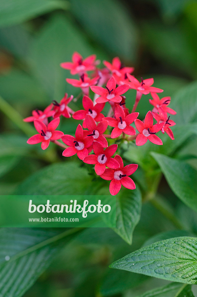 481043 - Egyptian star cluster (Pentas lanceolata)