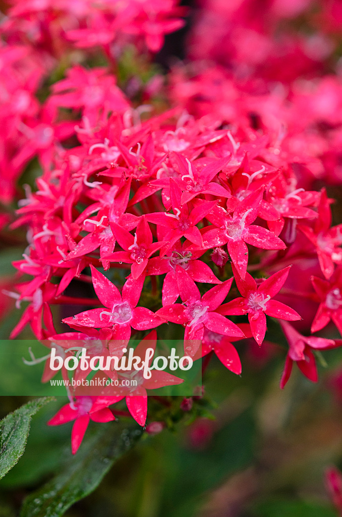 523026 - Egyptian star cluster (Pentas lanceolata 'Graffiti Red Lace')