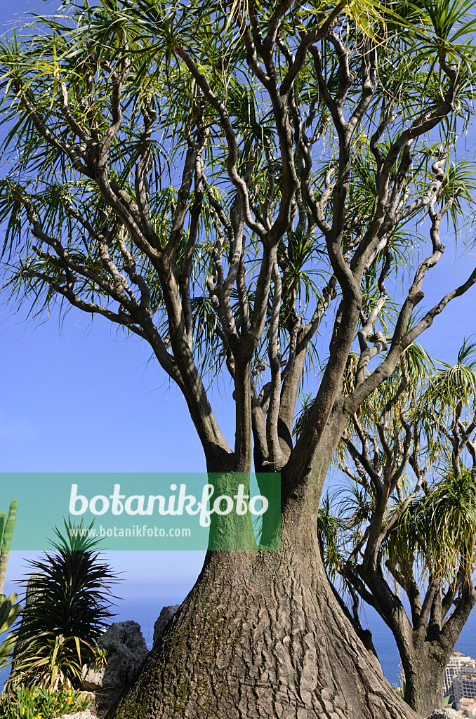 533084 - Elephant's foot (Beaucarnea recurvata)