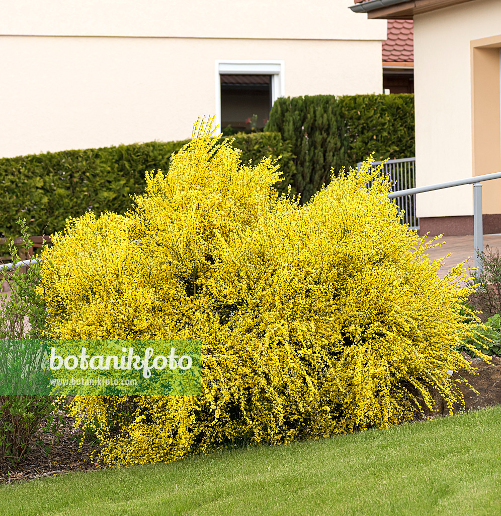 651207 - Elfenbeinginster (Cytisus x praecox 'Allgold')