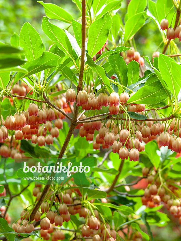 437337 - Enkianthus campanulatus