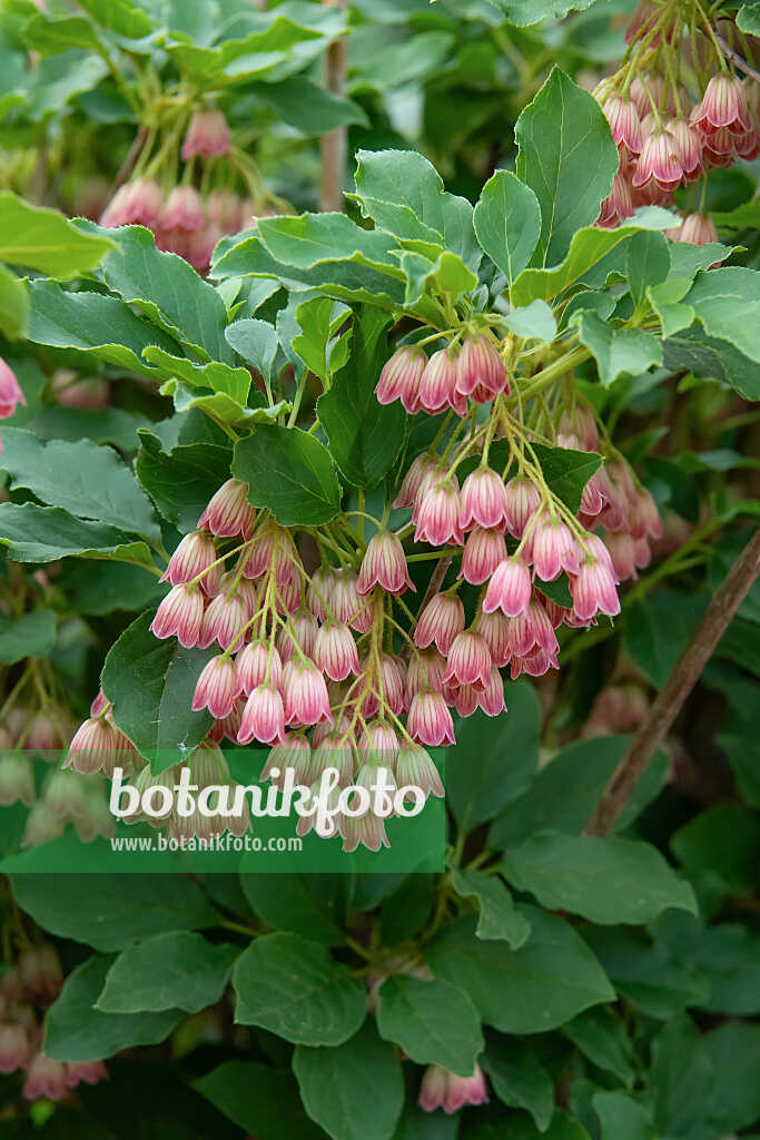 675026 - Enkianthus campanulatus