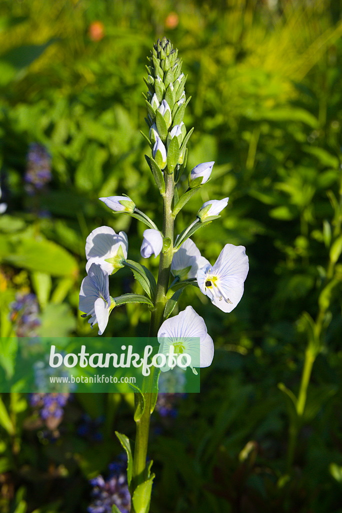 672036 - Enzianehrenpreiss (Veronica gentianoides)
