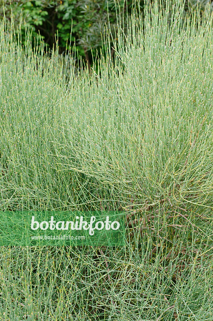 473177 - Ephedra major