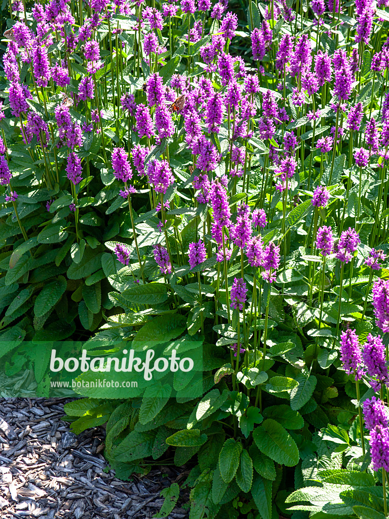439280 - Épiaire (Stachys monnieri 'Hummelo')