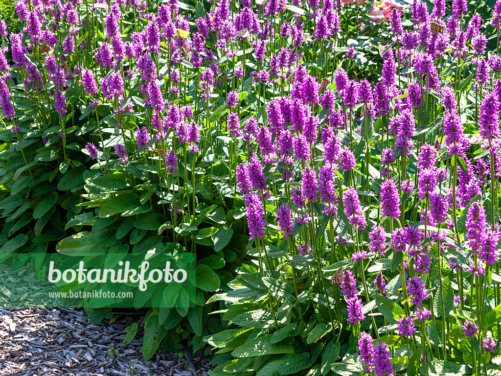 439281 - Épiaire (Stachys monnieri 'Hummelo')