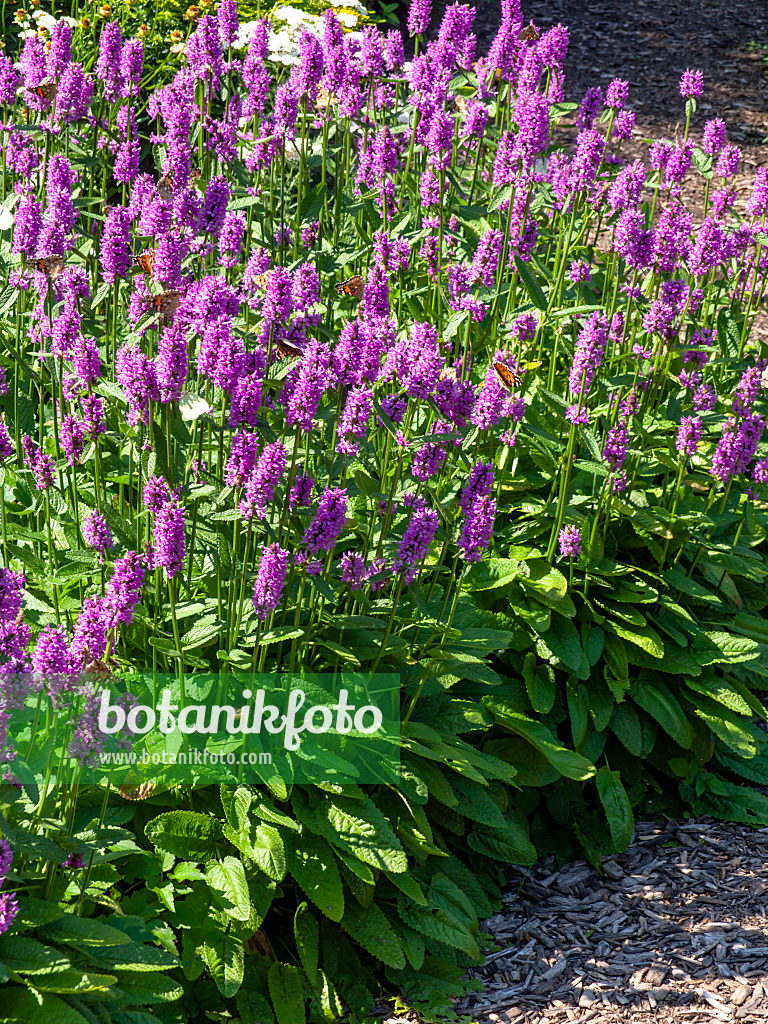 439282 - Épiaire (Stachys monnieri 'Hummelo')