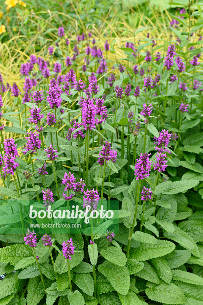 570004 - Épiaire (Stachys monnieri 'Hummelo')