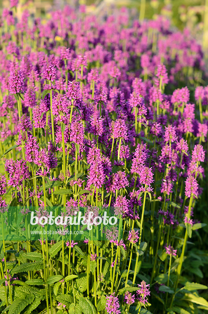 570075 - Épiaire (Stachys monnieri 'Hummelo')