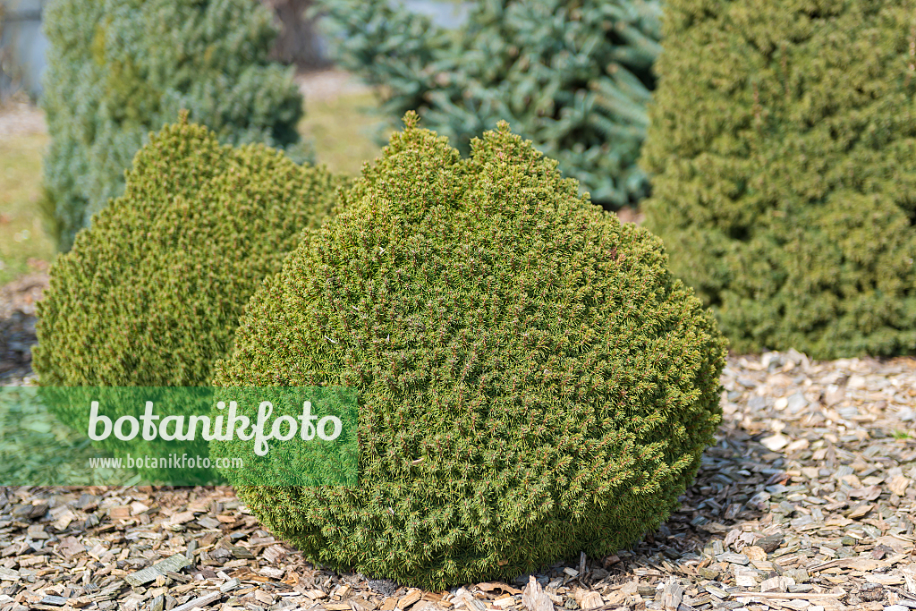 664313 - Épicéa blanc (Picea glauca 'Alberta Globe')