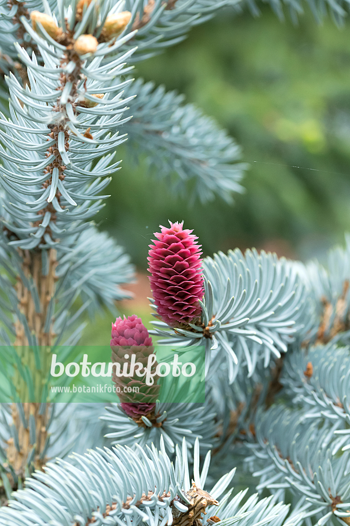 664318 - Épicéa bleu du Colorado (Picea pungens 'Erich Frahm')