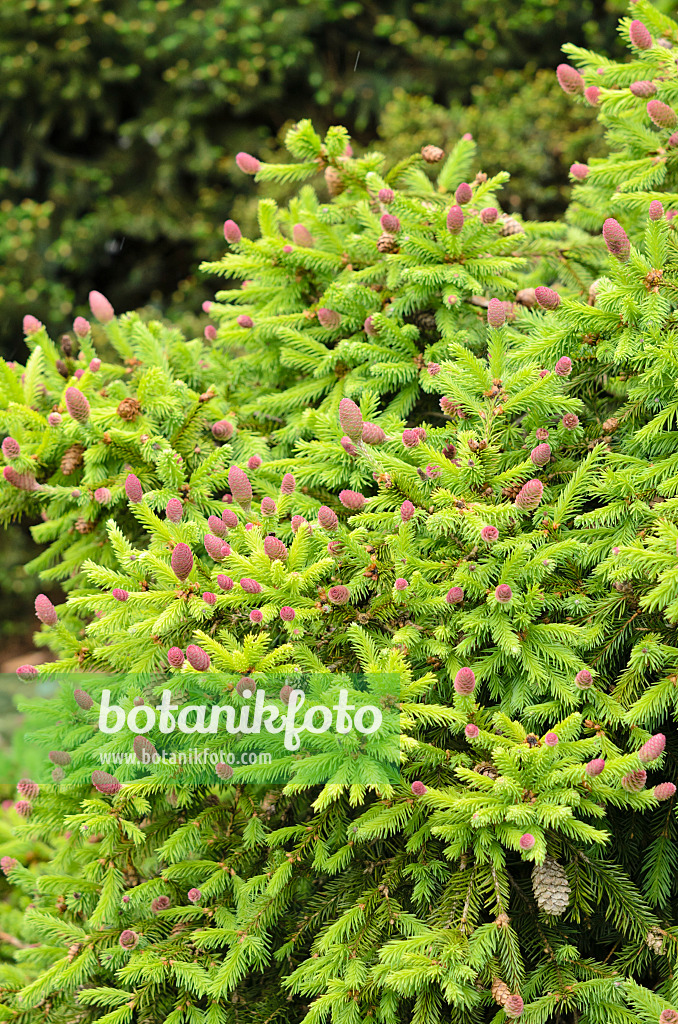 520384 - Épicéa commun nain (Picea abies 'Acrocona Push' syn. Picea abies 'Pusch')