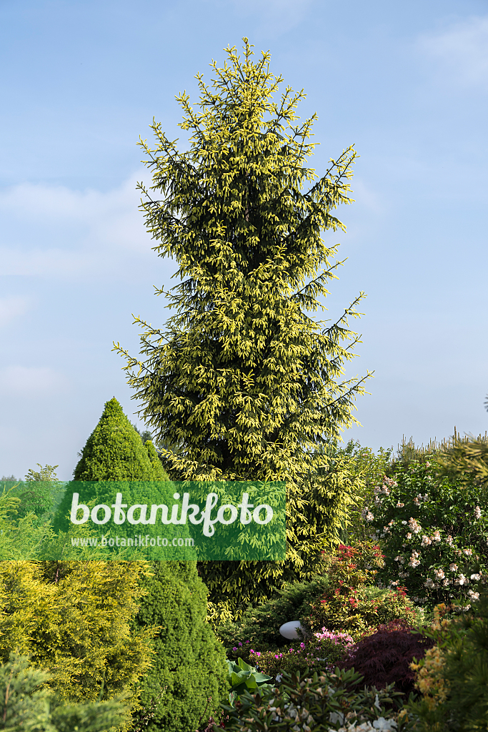 664309 - Épicéa commun (Picea abies 'Finedonensis')
