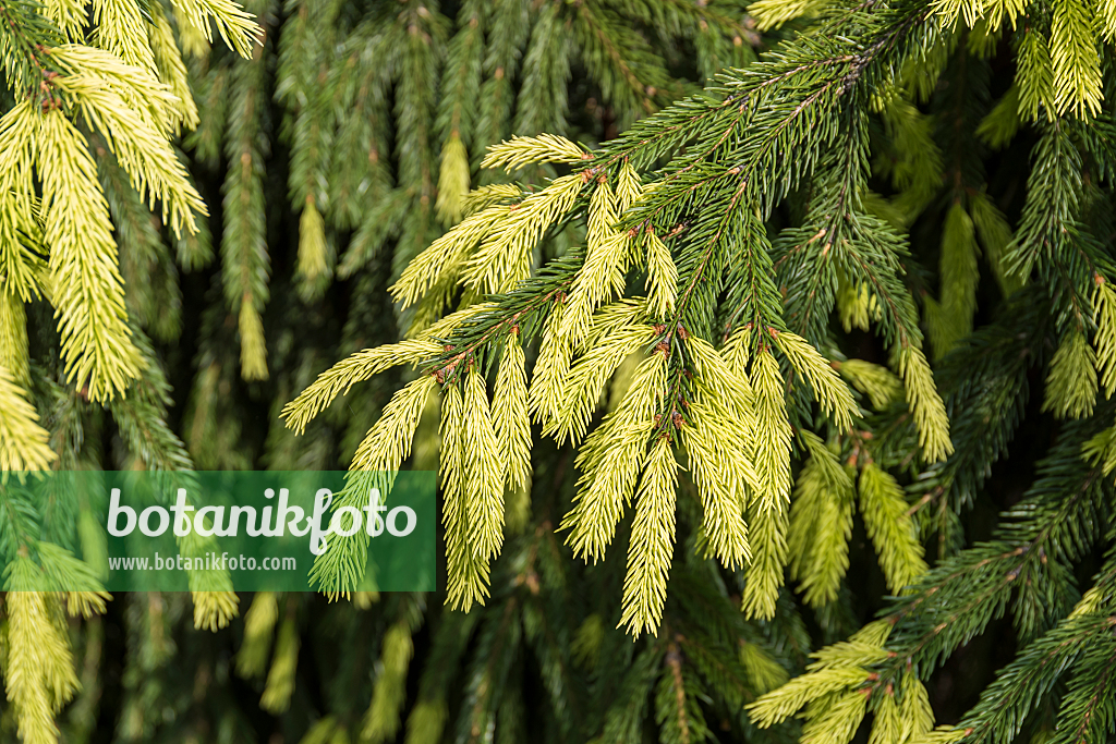 664310 - Épicéa commun (Picea abies 'Finedonensis')