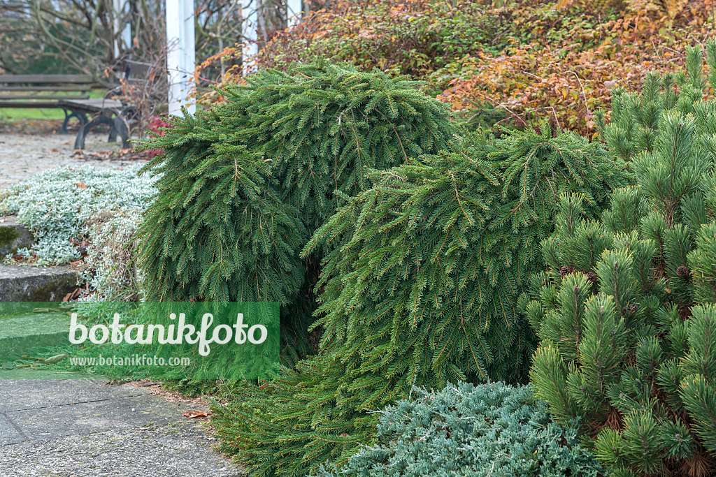 664312 - Épicéa commun (Picea abies 'Formanek')