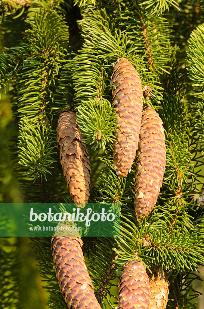 501105 - Épicéa commun (Picea abies 'Viminalis')