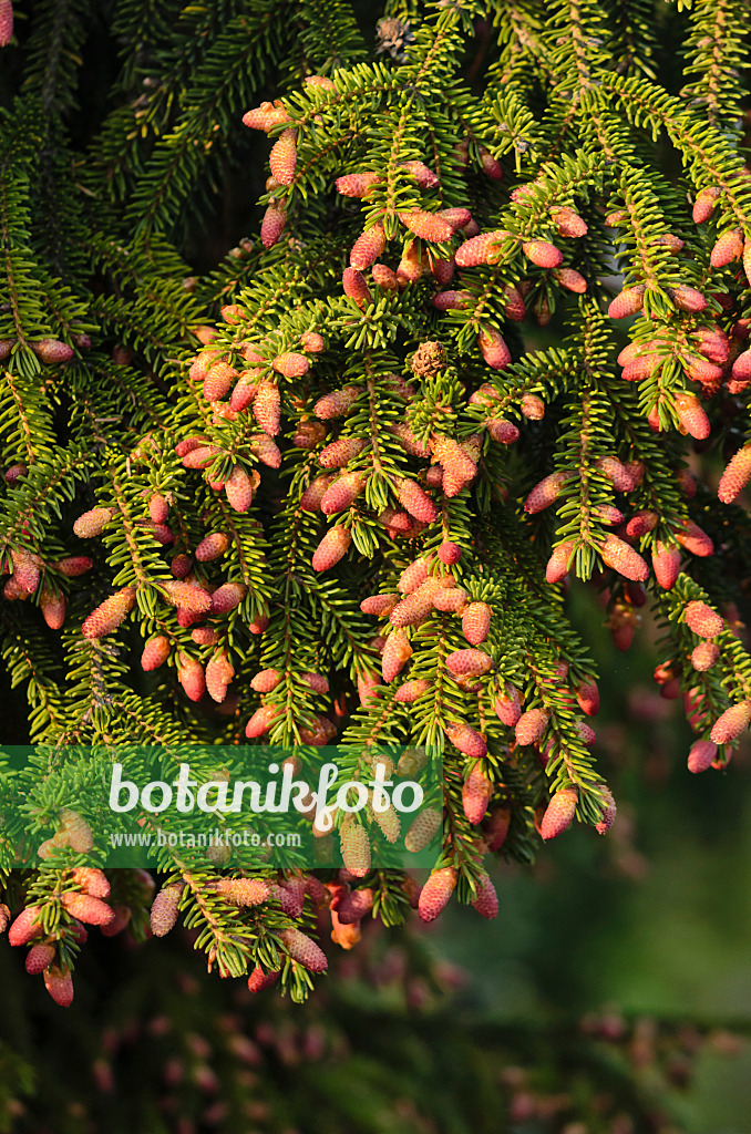 544036 - Épicéa d'Orient (Picea orientalis)