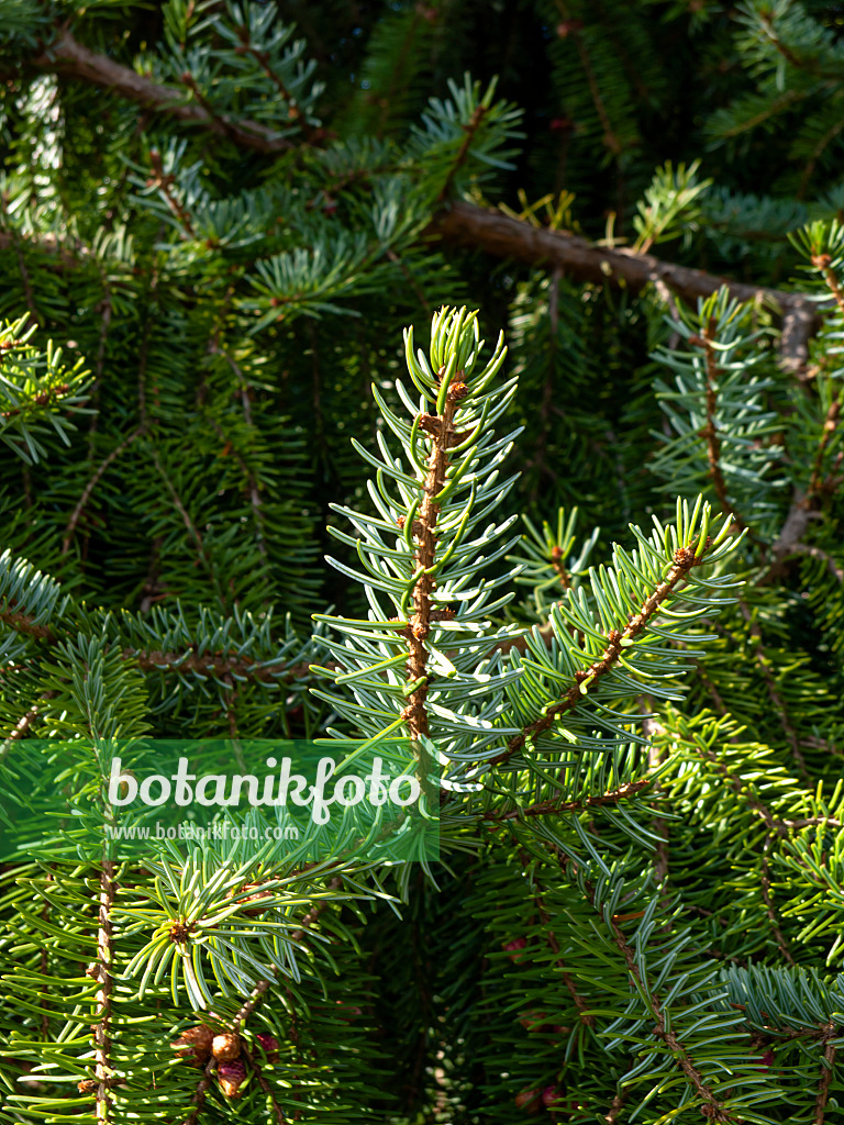 459055 - Épicéa de Serbie (Picea omorika)