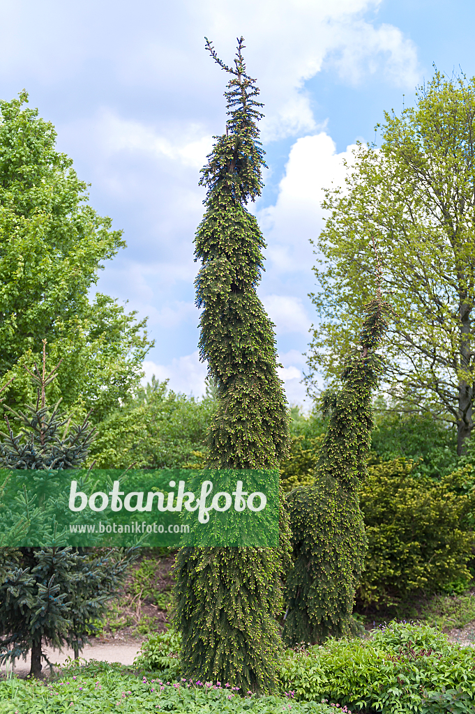 664317 - Épicéa de Serbie (Picea omorika 'Pendula Bruns')