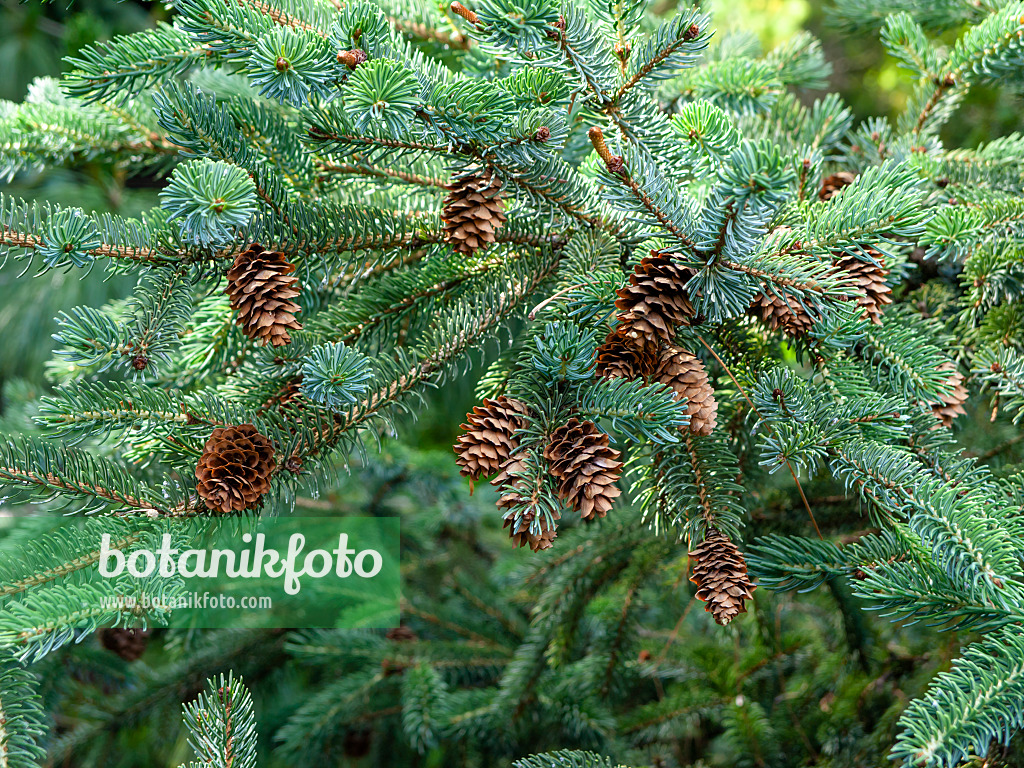 461141 - Épicéa (Picea jezoensis)
