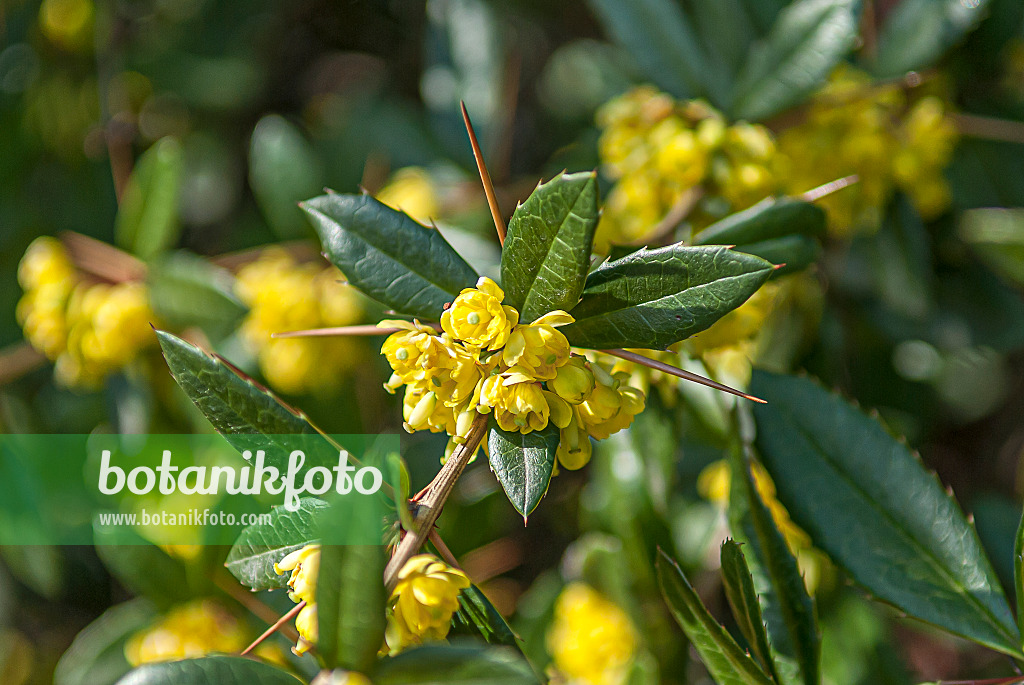 651108 - Épine-vinette de Juliana (Berberis julianae)