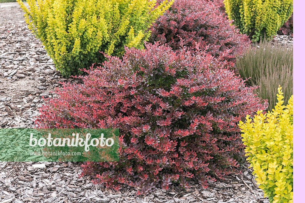 651110 - Épine-vinette de Thunberg (Berberis thunbergii 'Atropurpurea Nana')