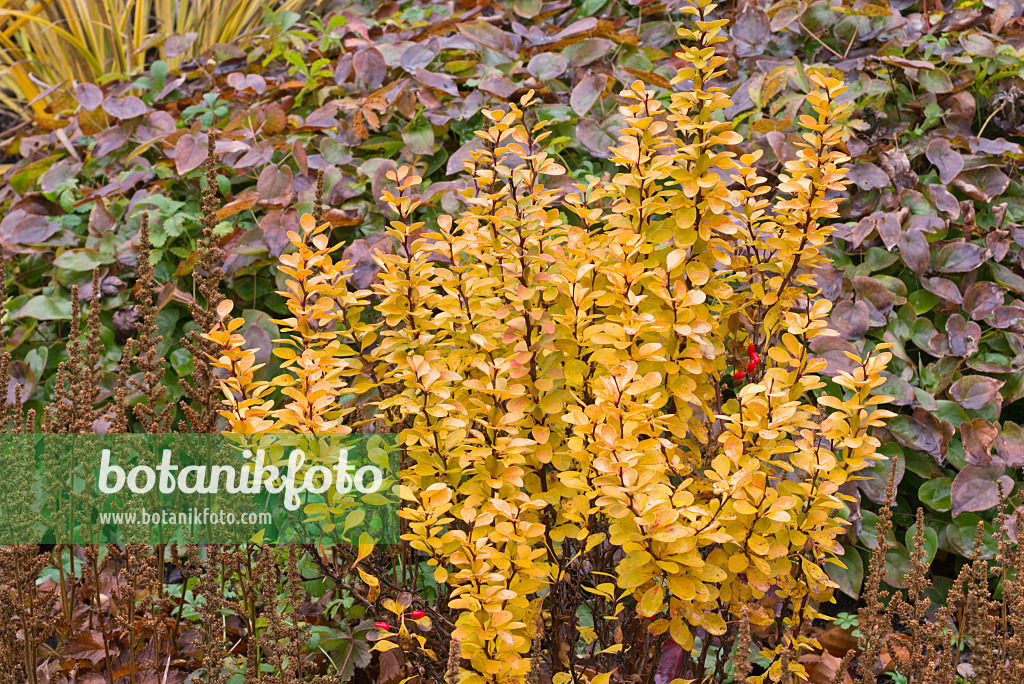 576024 - Épine-vinette de Thunberg (Berberis thunbergii 'Golden Rocket')