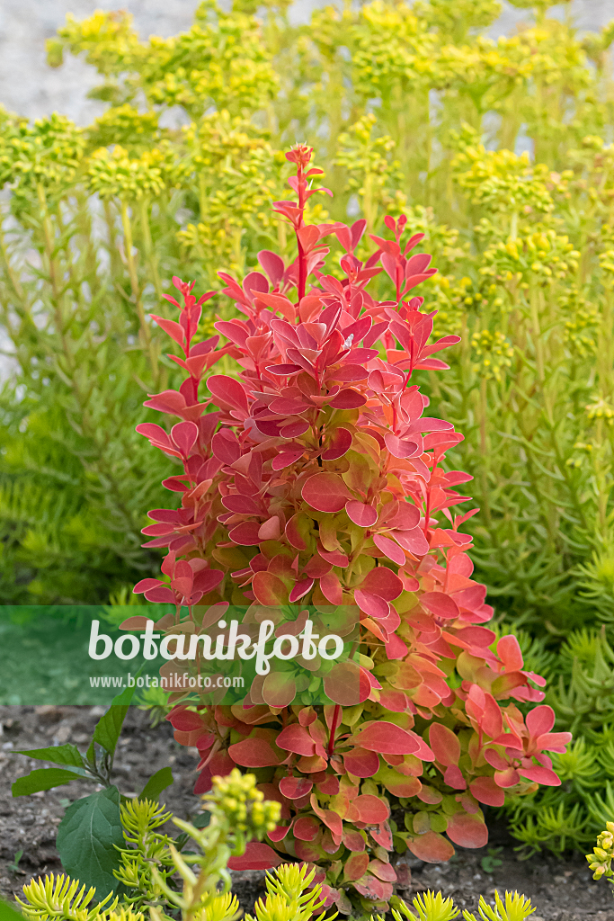 664054 - Épine-vinette de Thunberg (Berberis thunbergii 'Orange Ice')