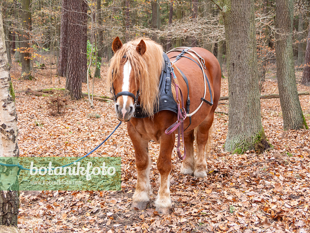 526021 - Equus ferus caballus