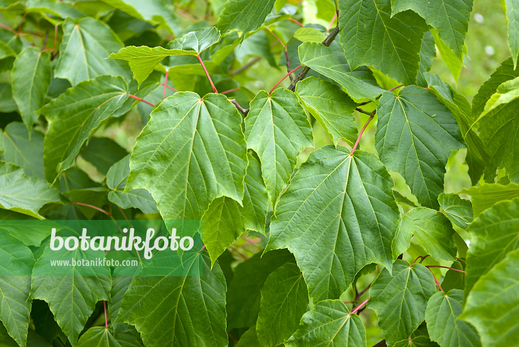 517142 - Érable à feuilles de vigne (Acer rufinerve)