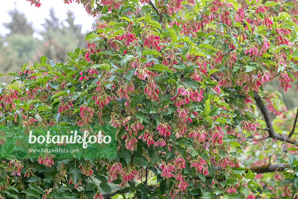 664024 - Èrable du fleuve Amour (Acer tataricum)