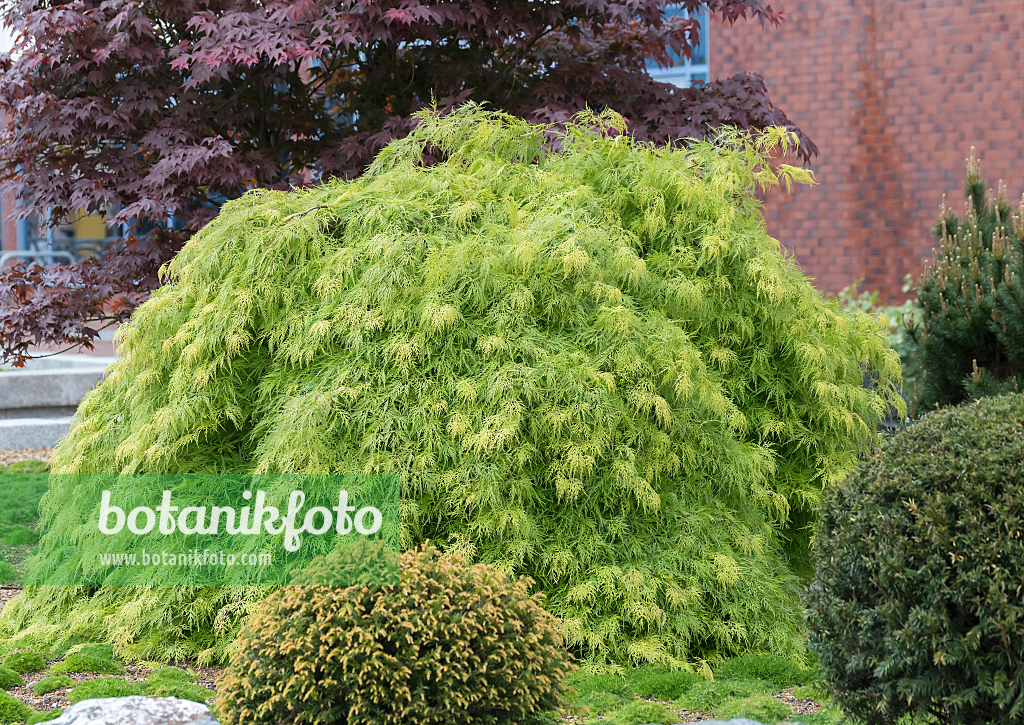664005 - Érable palmé (Acer palmatum 'Dissectum')
