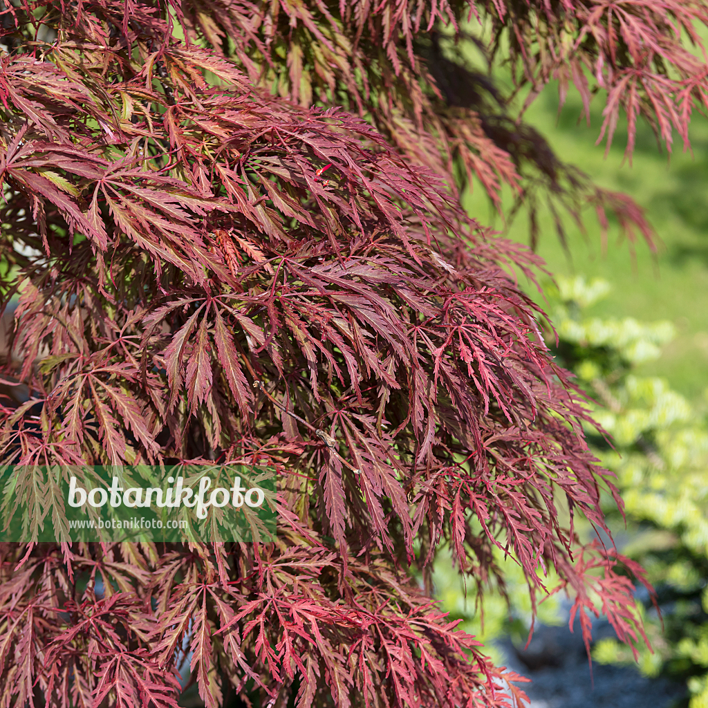 664006 - Érable palmé (Acer palmatum 'Inaba-shidare')