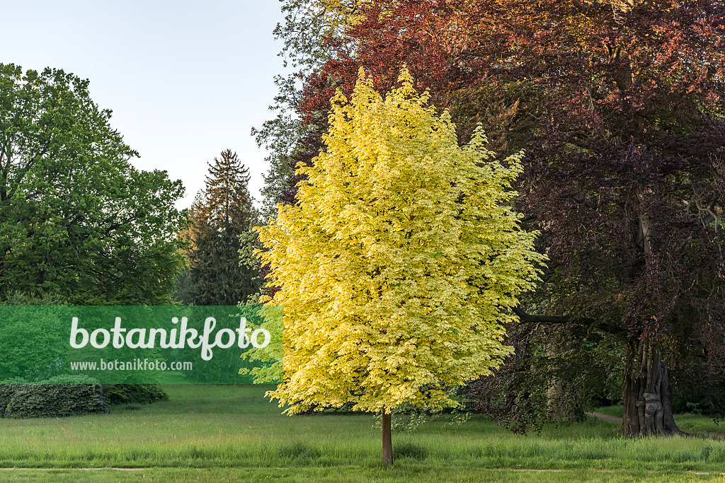 638014 - Érable plane (Acer platanoides 'Drummondii')