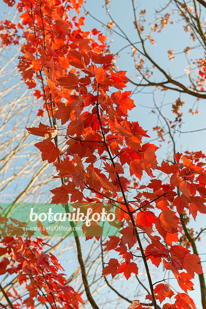 651023 - Érable rouge (Acer rubrum 'October Glory')