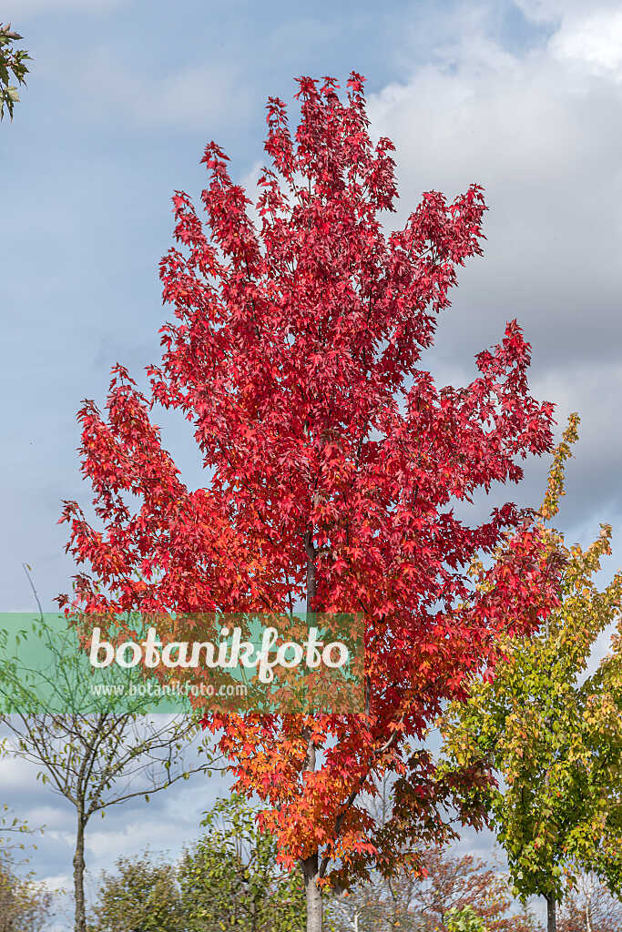 675002 - Érable rouge (Acer rubrum 'Redpointe')