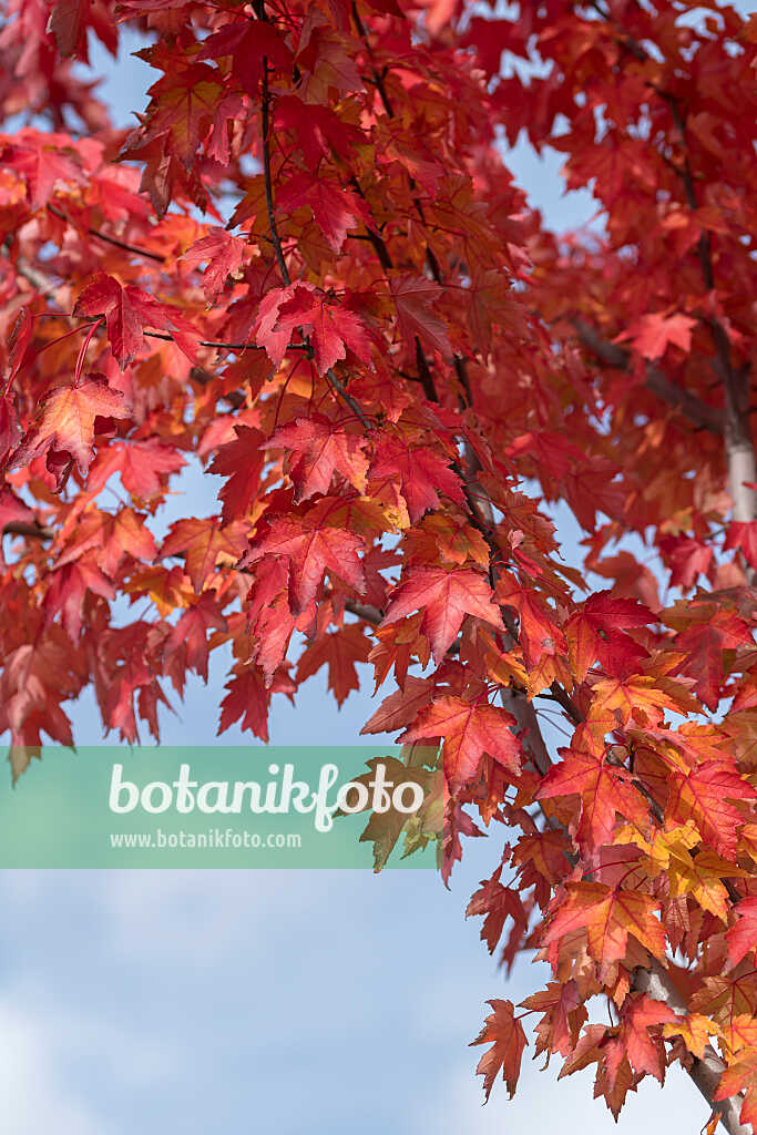 675003 - Érable rouge (Acer rubrum 'Redpointe')