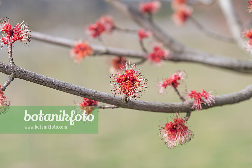 664016 - Érable rouge (Acer rubrum 'Somerset')