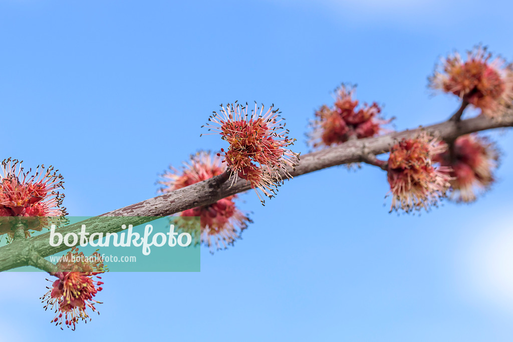 625118 - Érable rouge (Acer rubrum 'Somerset') avec des fleurs mâles
