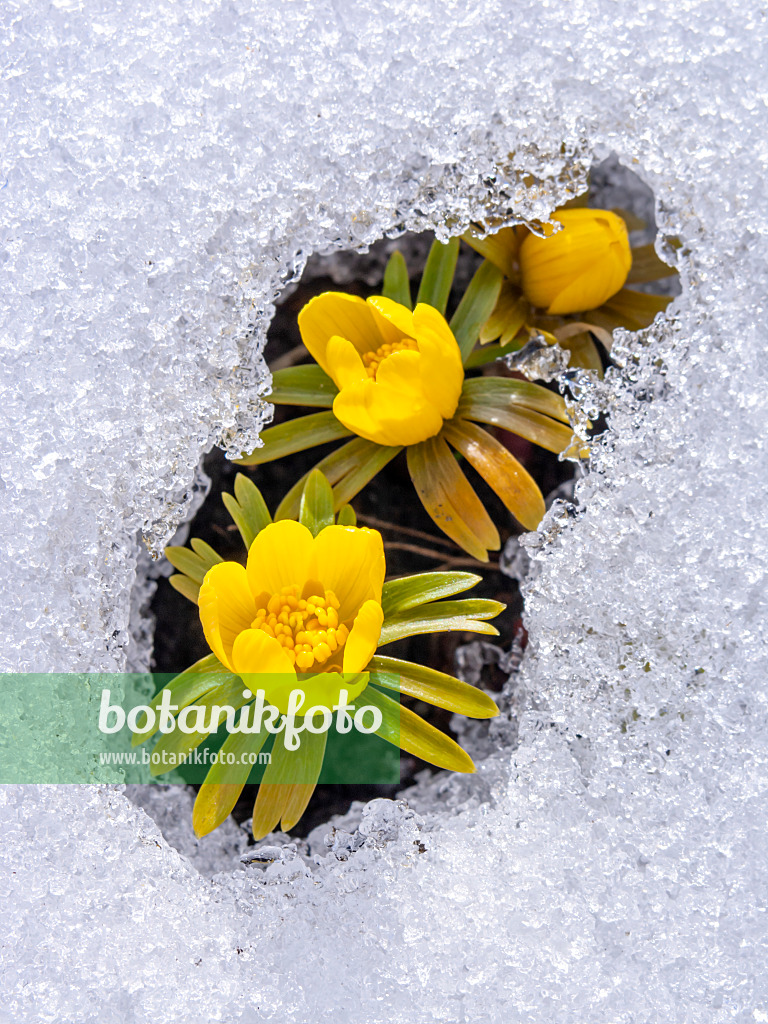435176 - Éranthe d'hiver (Eranthis hyemalis)