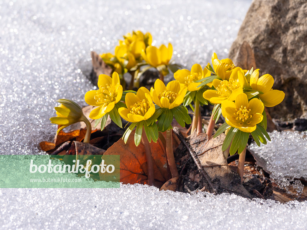 435179 - Éranthe d'hiver (Eranthis hyemalis)