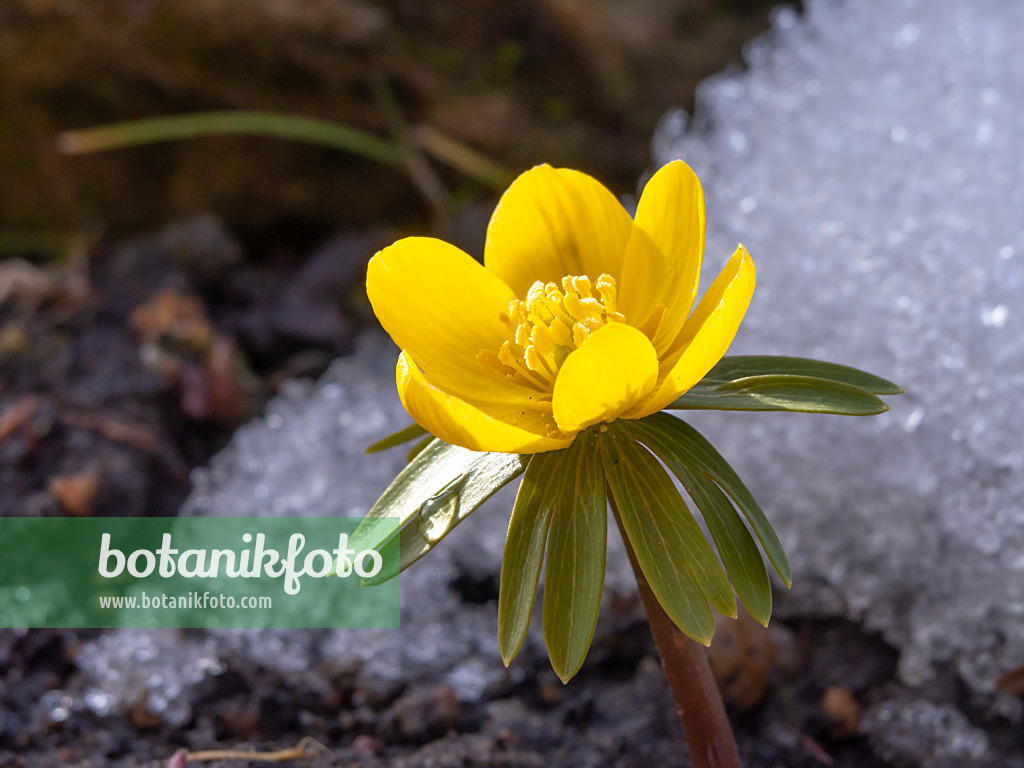 435180 - Éranthe d'hiver (Eranthis hyemalis)