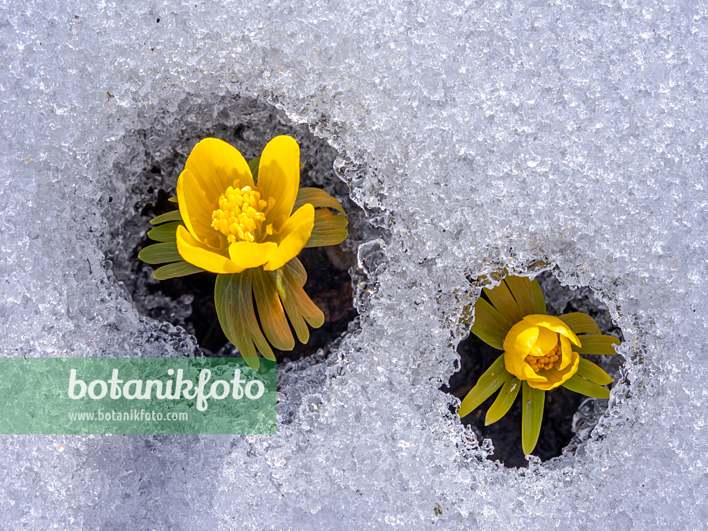 435186 - Éranthe d'hiver (Eranthis hyemalis)