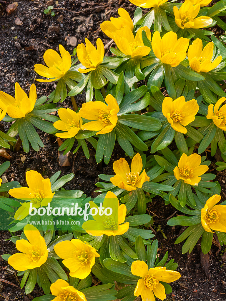 446018 - Éranthe d'hiver (Eranthis hyemalis)