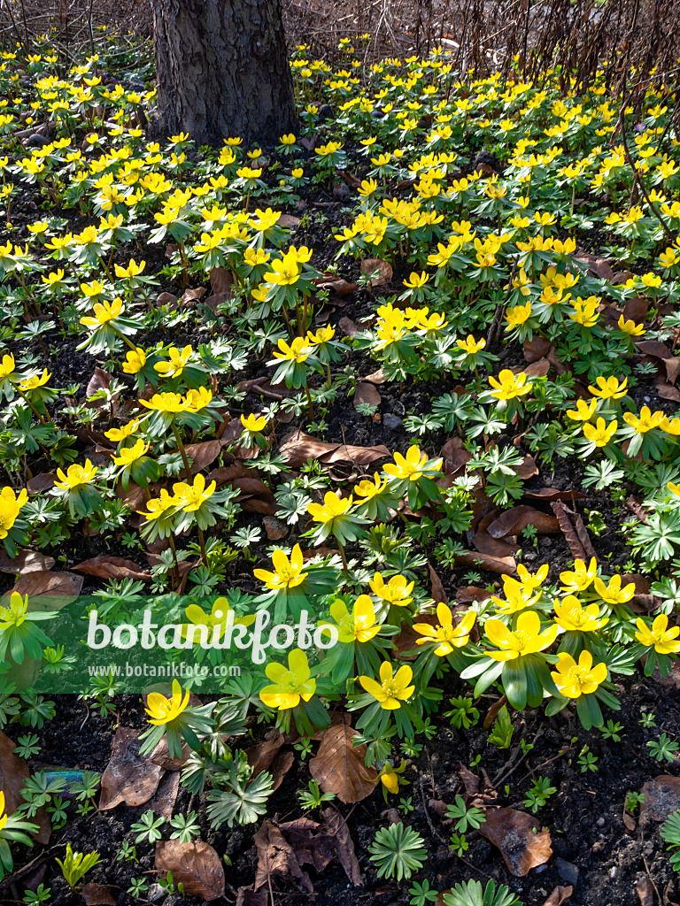 457001 - Éranthe d'hiver (Eranthis hyemalis)
