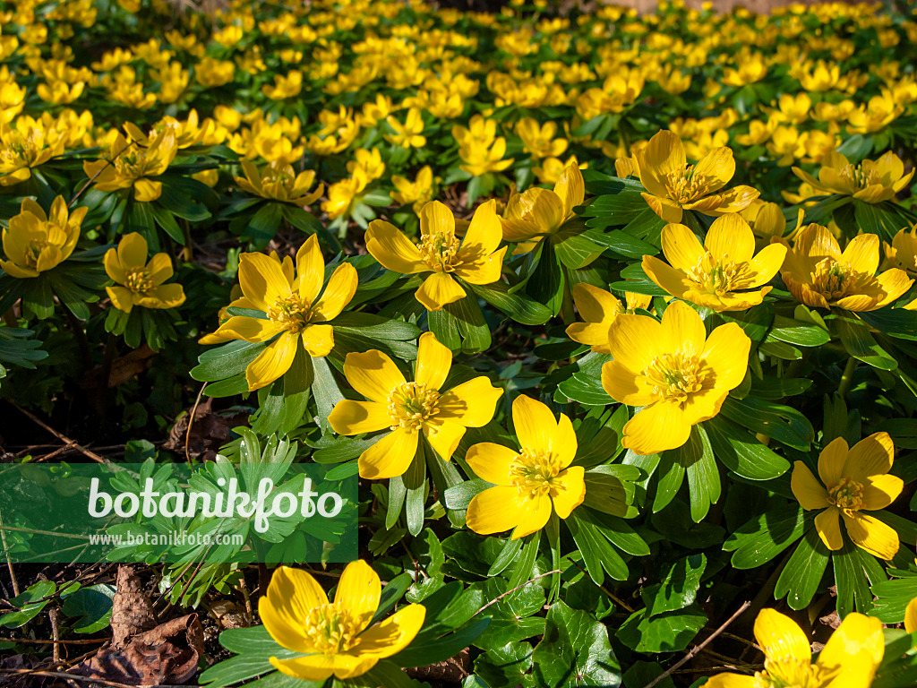 457006 - Éranthe d'hiver (Eranthis hyemalis)