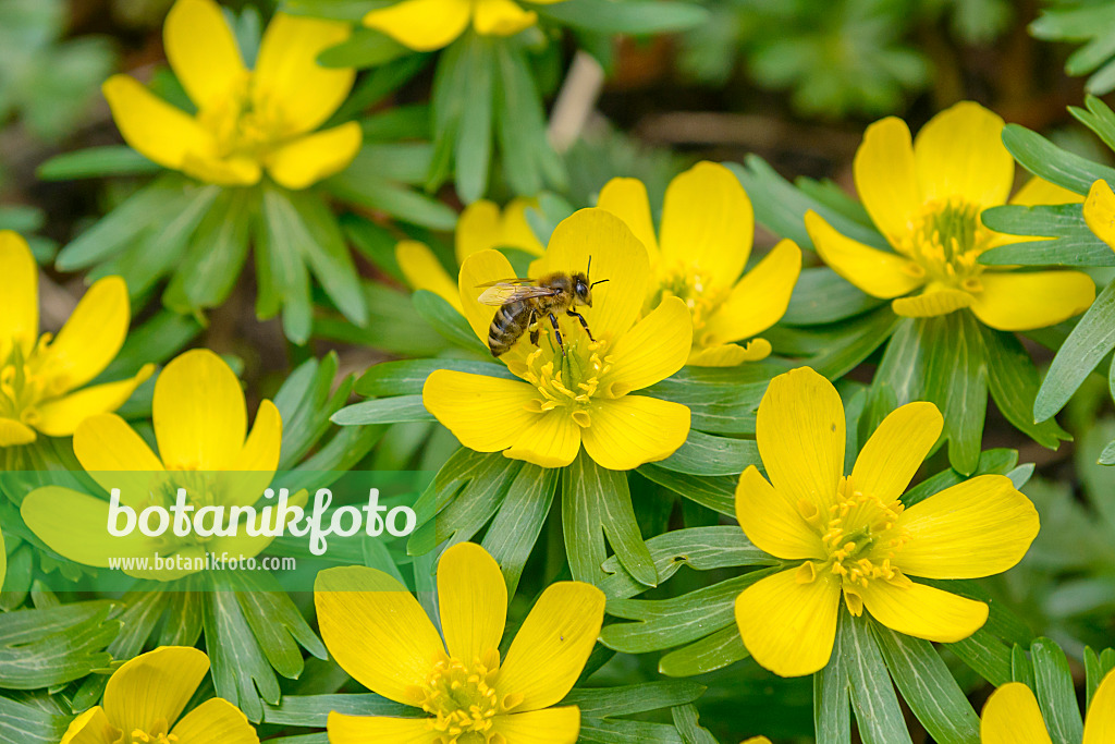 558098 - Éranthe d'hiver (Eranthis hyemalis)